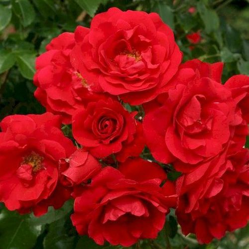 Gärtnerei - Rosa Tradition 95 ® - rot - kletterrosen - diskret duftend - W. Kordes’ Söhne® - -